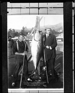 A.C. Brode standing with a leaping tuna he caught off Santa Catalina Island, August 19, 1909