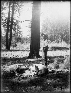 Portrait of a Havasupai Indian hunter, Chickapanagie, with two slain deer in the forest on the north rim of the Grand Canyon, ca.1900