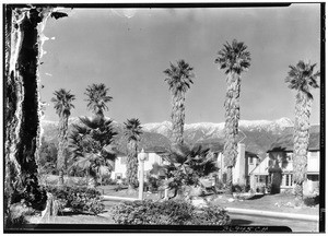 Palms and snow, off Foothill Boulevard, 1933