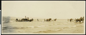 A group men beach seining in Astoria, Oregon