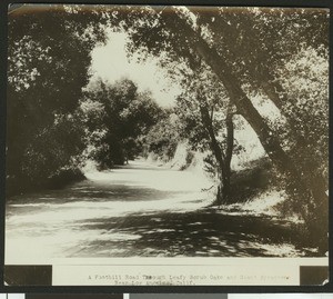 Wide, dirt road lined with Scrub Oaks and Giant Sycamores near Los Angeles