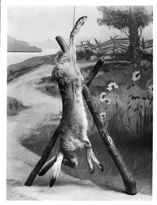 Dead jackrabbit hanging from its hind legs, ca.1900