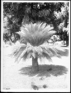 Close-up of a short palm tree in the grassy lawn at Singleton Court, ca.1920