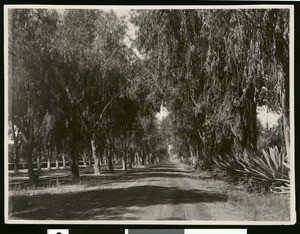 Riverside's Magnolia Avenue, ca.1900