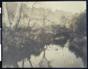 Ducks on the surface of a pond at San Luis Obispo, ca.1900