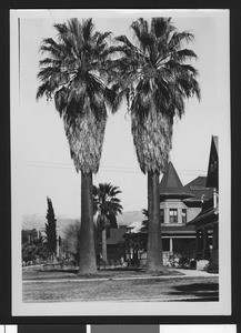 Two tall palm trees, showing two houses in the background, 1920