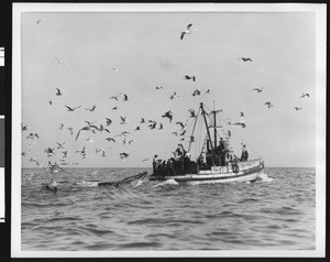 Fishing boat surrounded by gulls, ca.1930