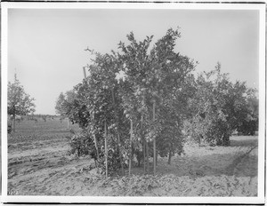 Orange tree with heavy fruit supported by wooden sticks, ca.1910
