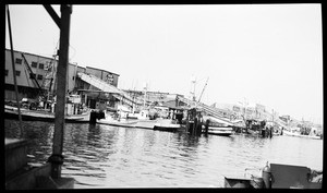 View of Fish Harbor, showing the Star-Kist and Van Camp canneries, San Pedro, 1954