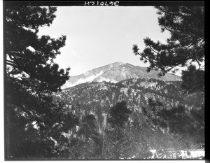 Pine trees on a snowy mountain