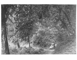 Trail on Mount Wilson, Los Angeles, ca.1895-1905