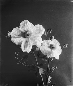 Close-up of a specimen of Matilija poppy (Romneya coulteri), ca.1920