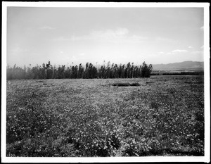 Poppy field in Altadena, California, ca.1920