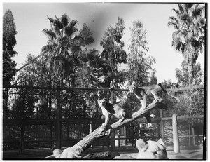 Two female lions perched on a long leaf-devoid branch outdoors at Gay's Lion Farm, ca.1931