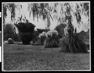 Unidentified park, 1920-1929