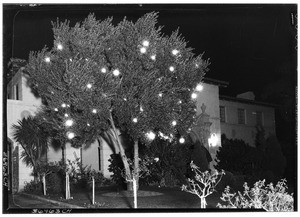 Tree decorated with Christmas lights in front of a home in Beverly Hills, 1935