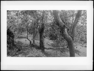 Stream going through a Sycamore grove in Santa Monica Canyon, ca.1890-1895