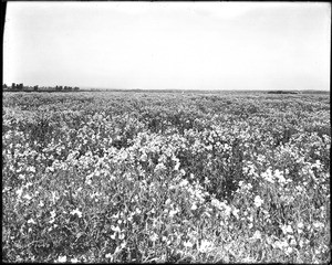 View of the sweet pea field at Bodger seed farm in Gardena Valley, ca.1905