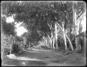 View down the unpaved Poplar Avenue, Aranguez, Sonora, Mexico, ca.1905-1920