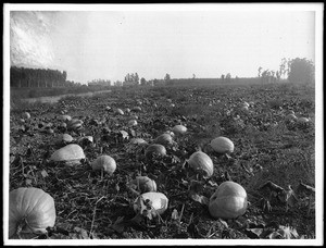 Pumpkin field in South of Pomona