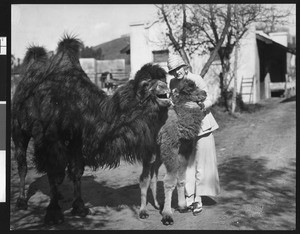 Camels at a zoo or farm, ca.1920