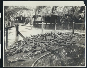 Several dozen alligators laying near a pond in a Los Angeles alligator farm