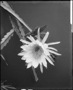 Close-up of a specimen of a night-blooming cereus (Cereus greggii), ca.1920