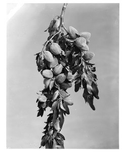 Close-up of an almond branch