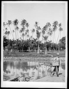 Coconut Grove, Honolulu, Hawaii