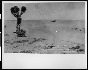 Joshua Tree and automobile in the desert, the "landmark" on the race course at Muroc Dry Lake, 1925