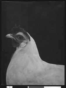 White Leghorn Hen, ca.1930