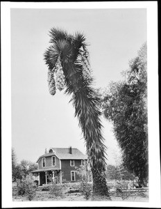Large yucca in blossom near the Sturges residence, 10th Street and D Street, San Diego, ca.1920