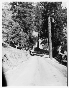 Woodland path set in shadow at Big Pines Camp