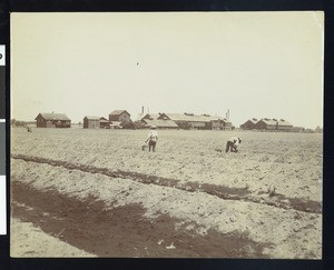 View of asparagus fields and cannery near Stockton, California, ca.1900