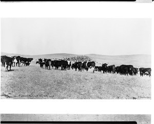 Herd of steers on the plain at Big Wolf, Montana, ca.1890