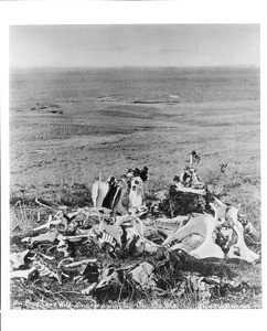 Cattle bones on Custer Hill one year after the battle of Little Big Horn, 1877