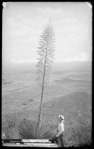 Man looking up at yucca plant in blossom