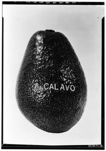 Close-up view of a calavo