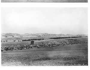 Herd of cattle on part of the Powder River trail, Texas, 1887