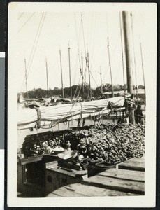 Sailing ship deck covered with dead birds, ca.1920-1930