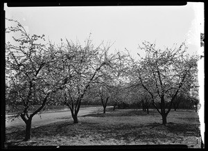 Apple orchards in bloom