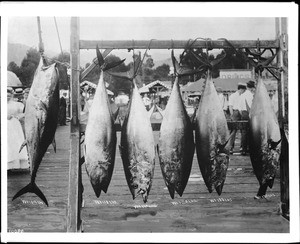 Catch of blue fin tuna on Santa Catalina Island, ca.1900