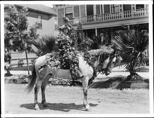 Rose bedecked woman astride a flower bedecked horse in the Los Angeles Fiesta, 1901