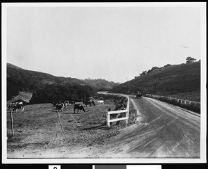 Automobile on a country road near Lancaster with cows nearby, ca.1910