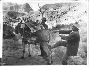 A burro being packed for a desert ride, Grand Canyon, 1900