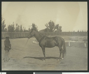 McKinley training a horse, ca.1900