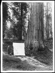 Four girls in bonnets standing next to the "Los Angeles" giant sequoia, a Big Tree in Mariposa Grove in Yosemite National Park, California, 1900