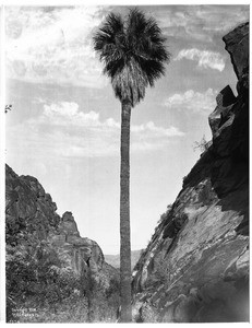 Andreas Canyon near Palm Springs, ca.1903