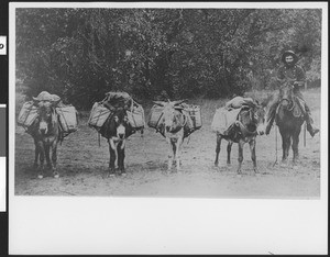 Man with a train of five pack mules, Yosemite Valley, 1900