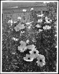 Close up of the Ramneya Coulterii Matilija poppy, ca.1920